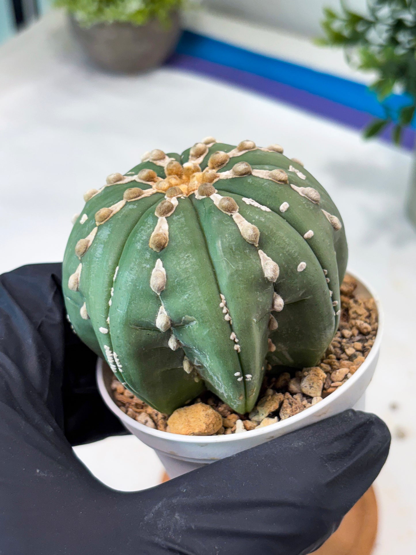 Astrophytum V-Type Nutum (T9) (r3) | Las Vegas Plant Shop