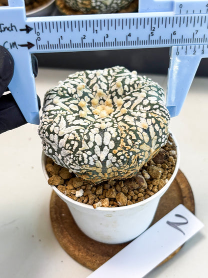 Astrophytum V-Type (at6) (b2) | Rare Star Cactus