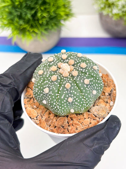 Astrophytum Super Kabuto (t12) (r5) | 3" Pot