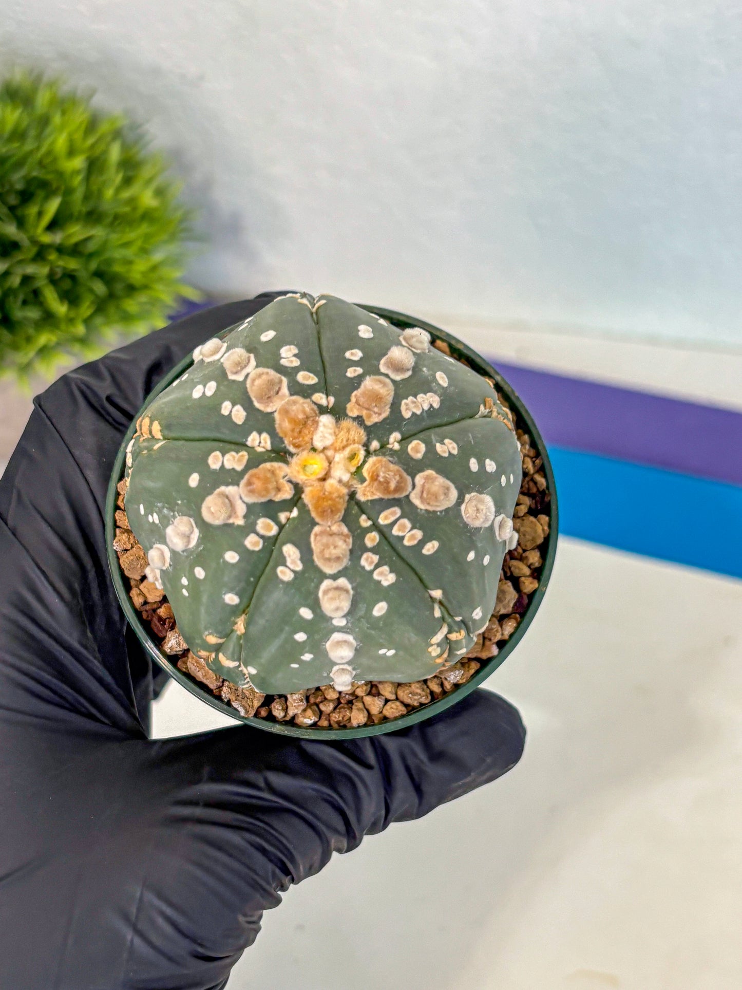 Astrophytum 5-Ribs (at7) (r4) | Living Rocks
