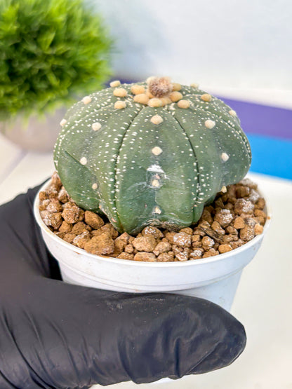 Astrophytum Super Kabuto (at1) (17) | Collection Plant | Rare Cactus