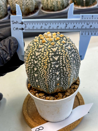 Astrophytum V Type (at4) (18) | Star Cactus
