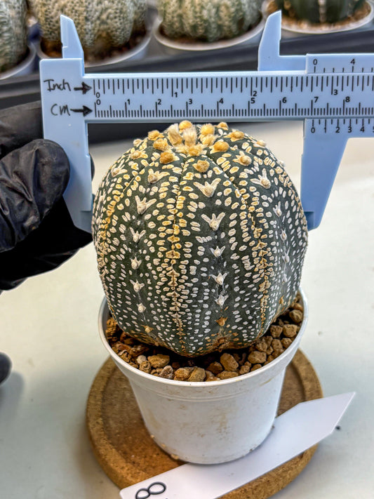 Astrophytum V Type (at4) (18) | Star Cactus