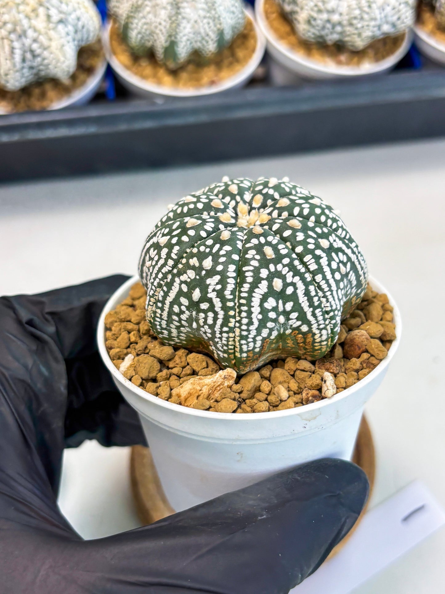 Astrophytum Star Shape (at3) (g1) | Very Rare Cactus