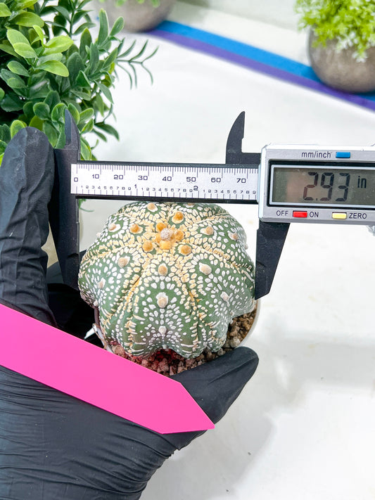 Astrophytum Super Kabuto (#T7A) | Las Vegas Botanical Shop | 3" Pot