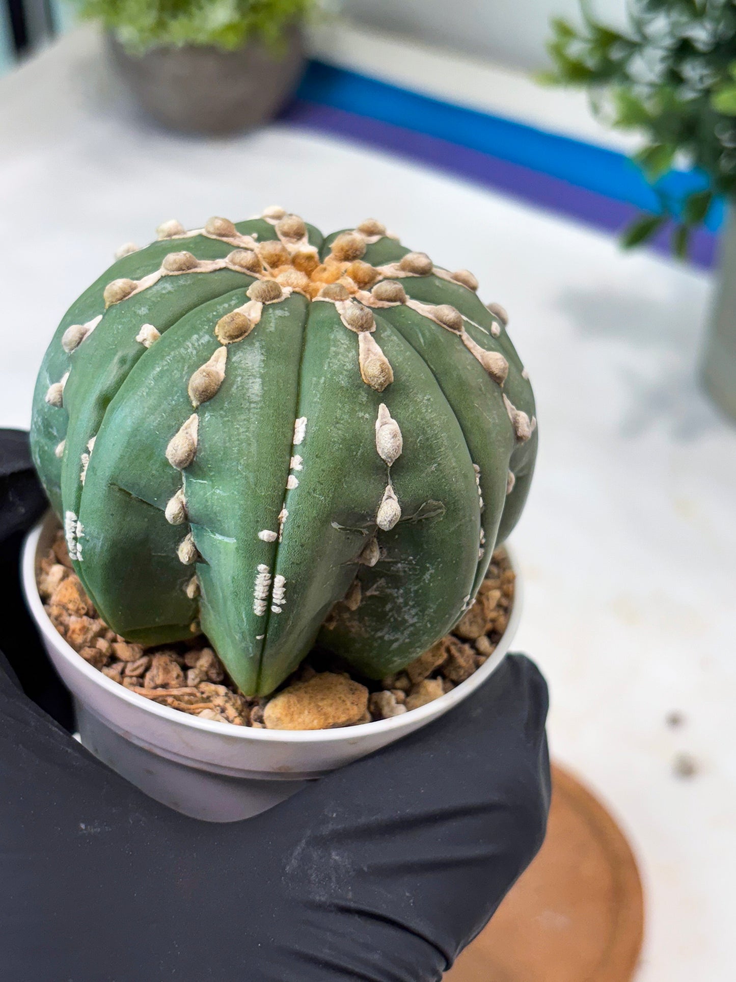 Astrophytum V-Type Nutum (T9) (r3) | Las Vegas Plant Shop