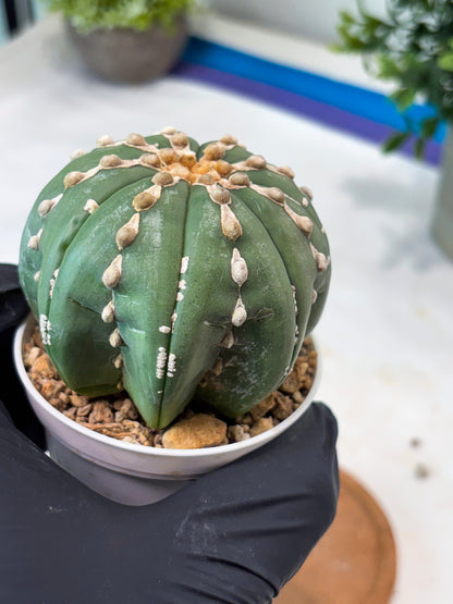 Astrophytum V-Type Nutum (T9) (r3) | Las Vegas Plant Shop