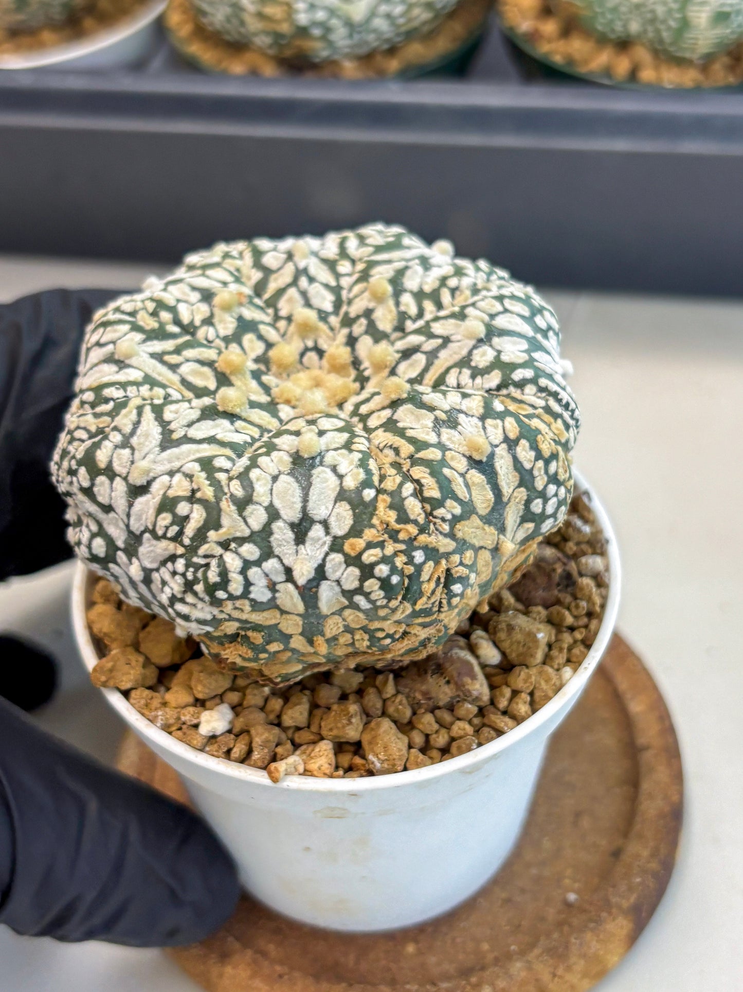 Astrophytum V-Type (at6) (b2) | Rare Star Cactus