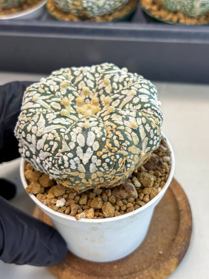 Astrophytum V-Type (at6) (b2) | Rare Star Cactus