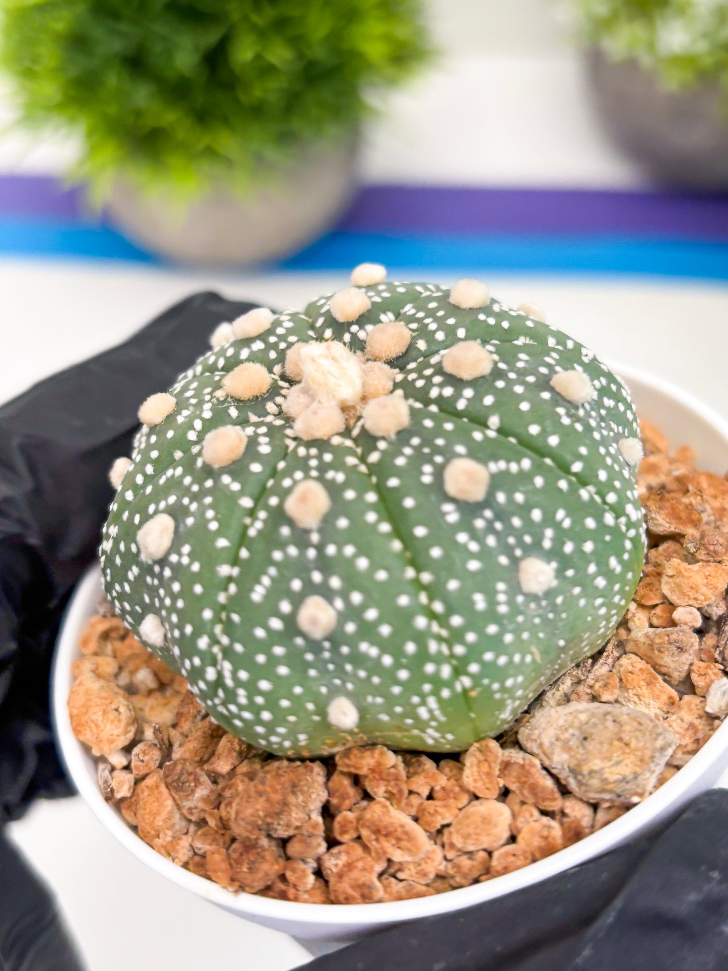 Astrophytum Super Kabuto (t12) (r5) | 3" Pot