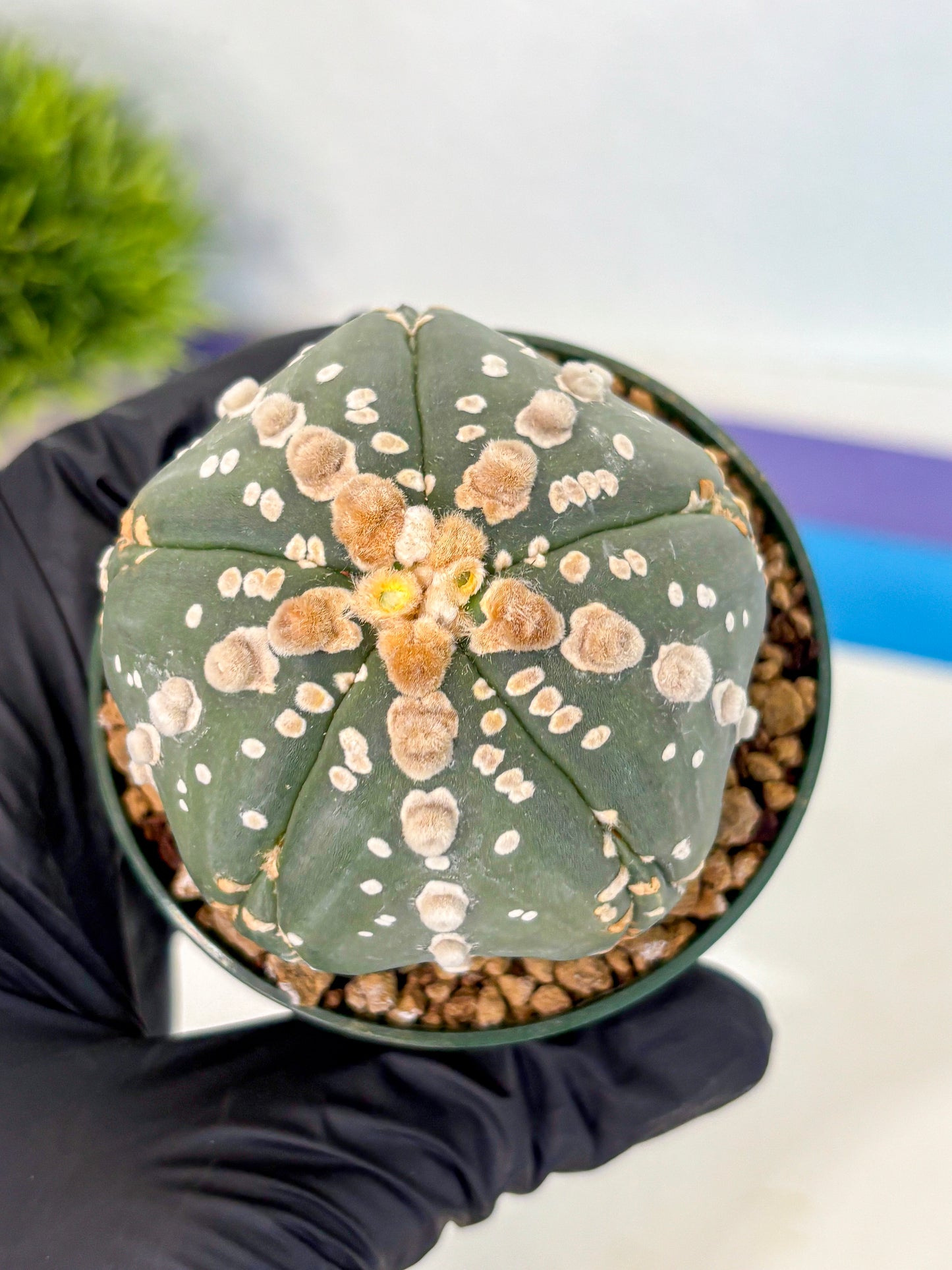 Astrophytum 5-Ribs (at7) (r4) | Living Rocks
