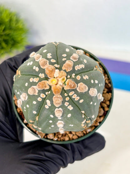 Astrophytum 5-Ribs (at7) (r4) | Living Rocks