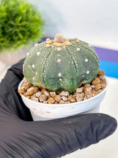 Astrophytum Super Kabuto (at1) (17) | Collection Plant | Rare Cactus