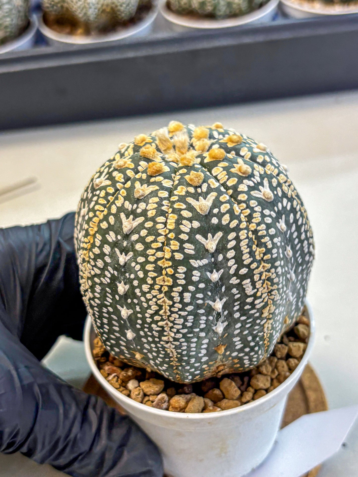 Astrophytum V Type (at4) (18) | Star Cactus