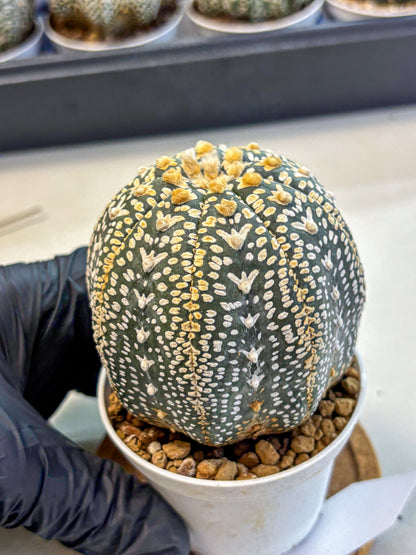 Astrophytum V Type (at4) (18) | Star Cactus