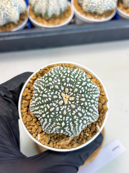 Astrophytum Star Shape (at3) (g1) | Very Rare Cactus