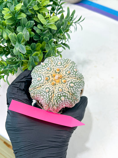 Astrophytum Super Kabuto (#T7A) | Las Vegas Botanical Shop | 3" Pot