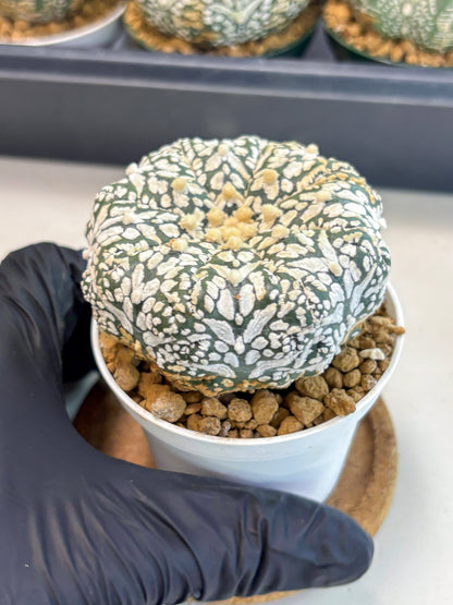 Astrophytum V-Type (at6) (b2) | Rare Star Cactus