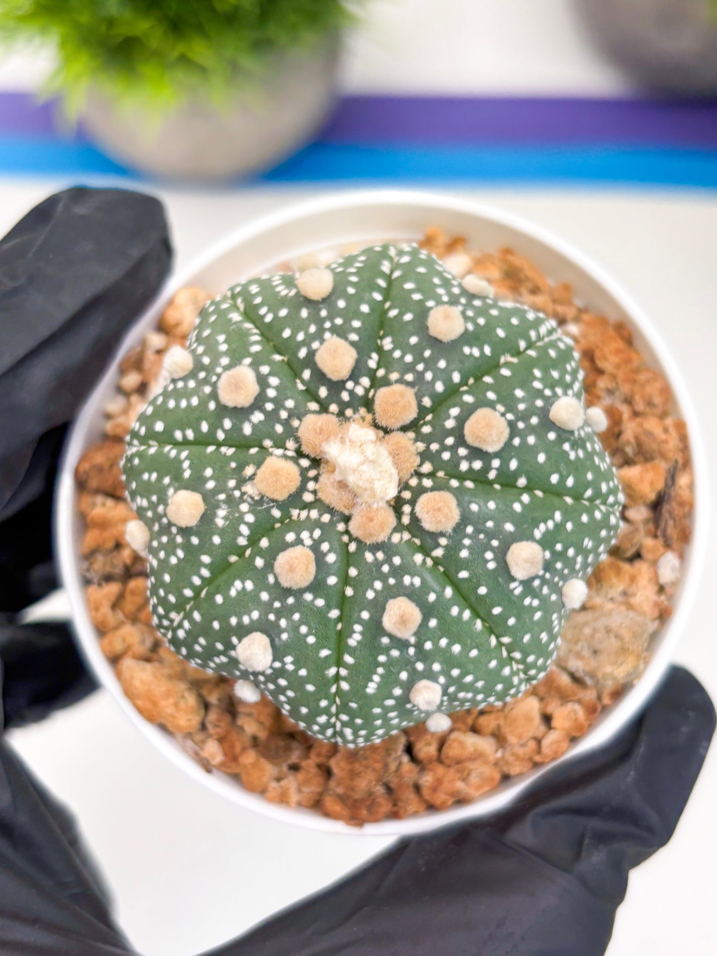 Astrophytum Super Kabuto (t12) (r5) | 3" Pot