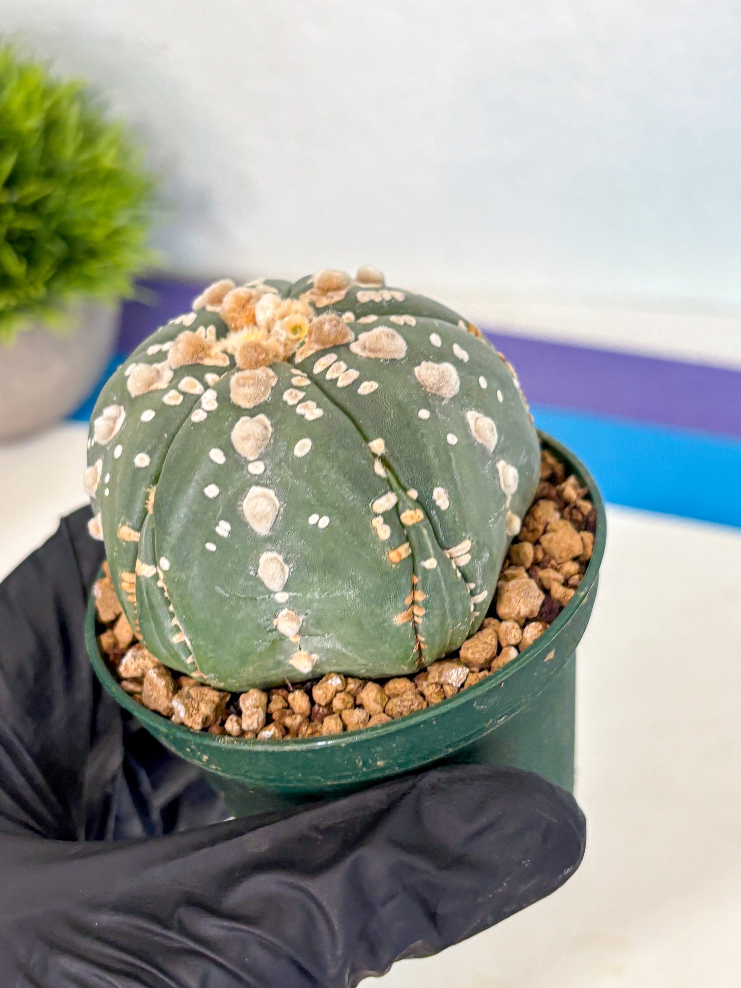 Astrophytum 5-Ribs (at7) (r4) | Living Rocks
