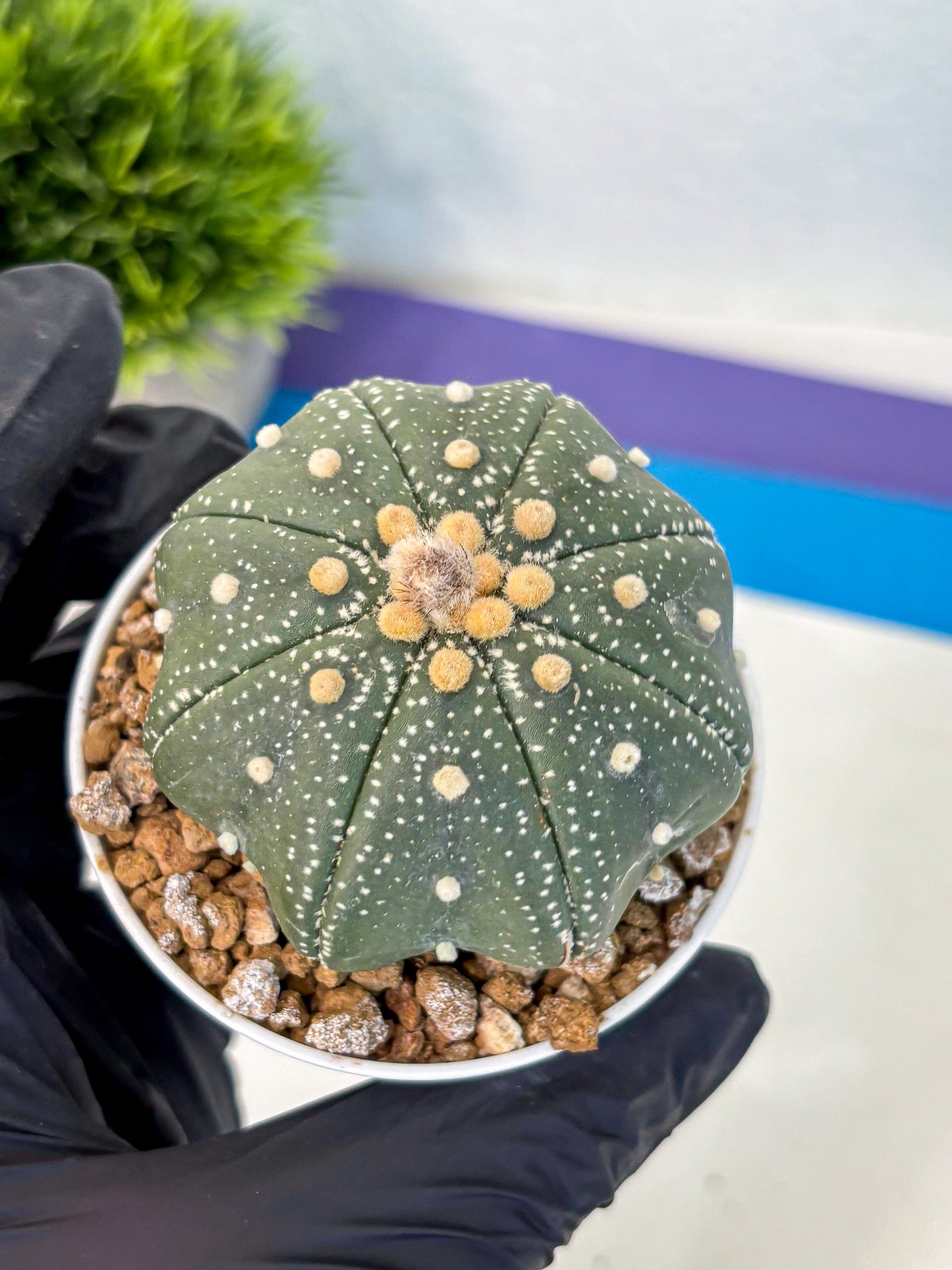 Astrophytum Super Kabuto (at1) (17) | Collection Plant | Rare Cactus