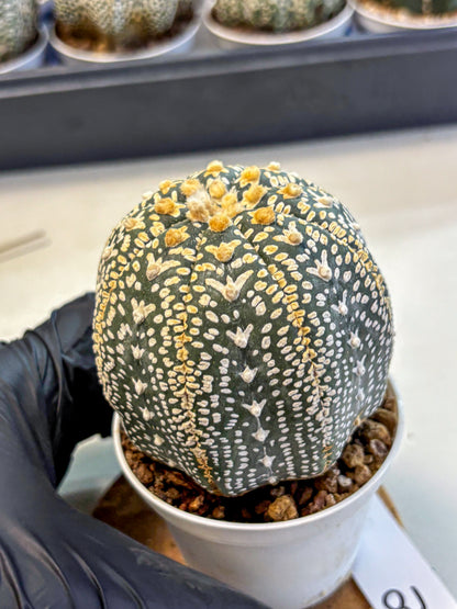 Astrophytum V Type (at4) (18) | Star Cactus