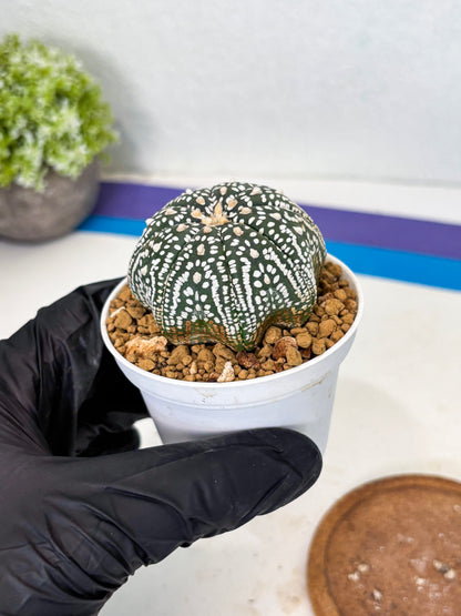 Astrophytum Star Shape (at3) (g1) | Very Rare Cactus