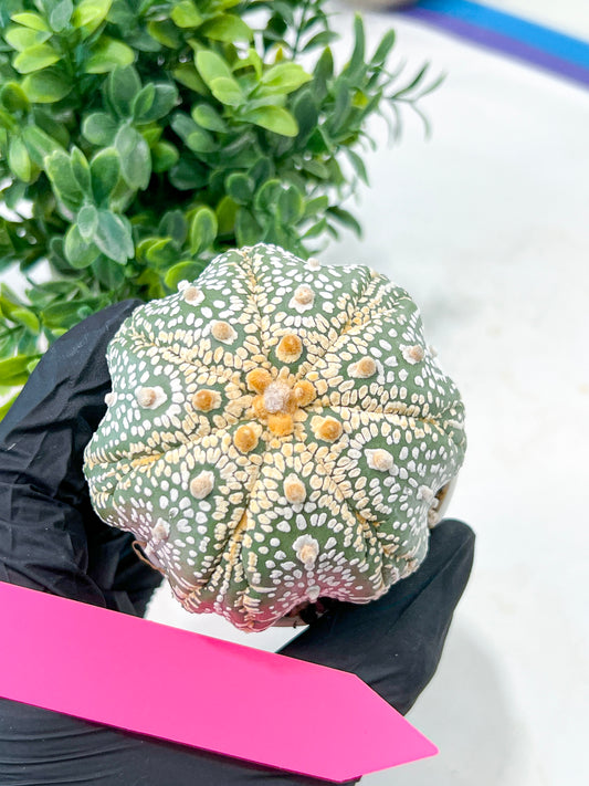 Astrophytum Super Kabuto (#T7A) | Las Vegas Botanical Shop | 3" Pot