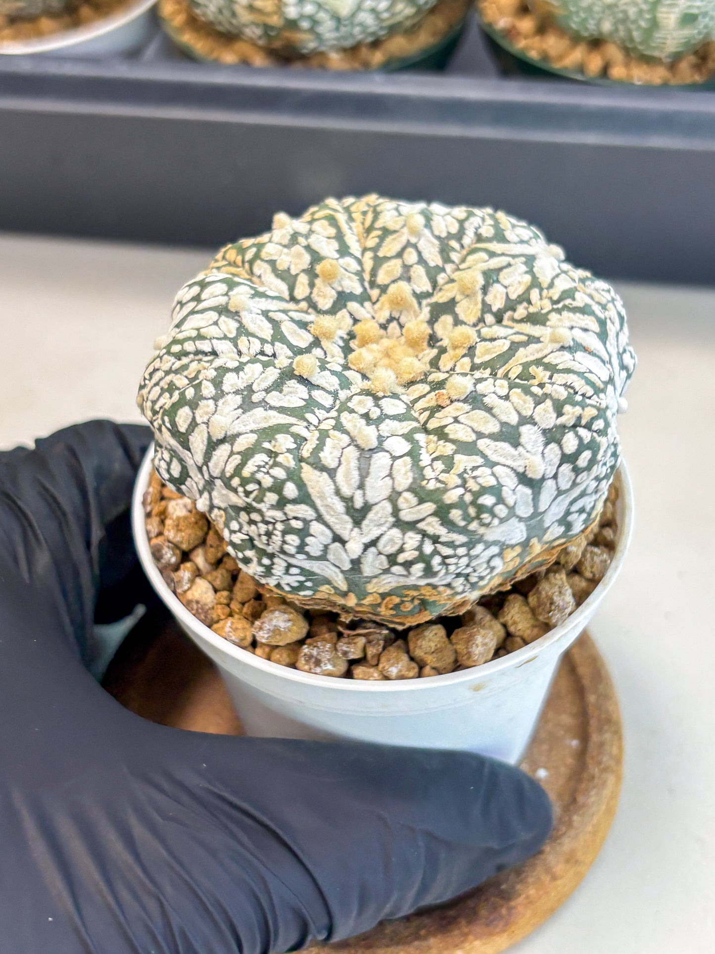 Astrophytum V-Type (at6) (b2) | Rare Star Cactus