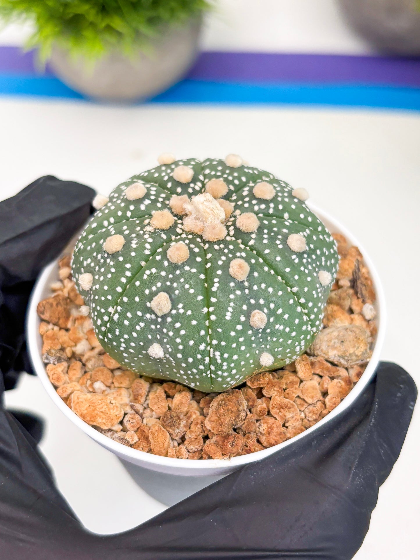 Astrophytum Super Kabuto (t12) (r5) | 3" Pot