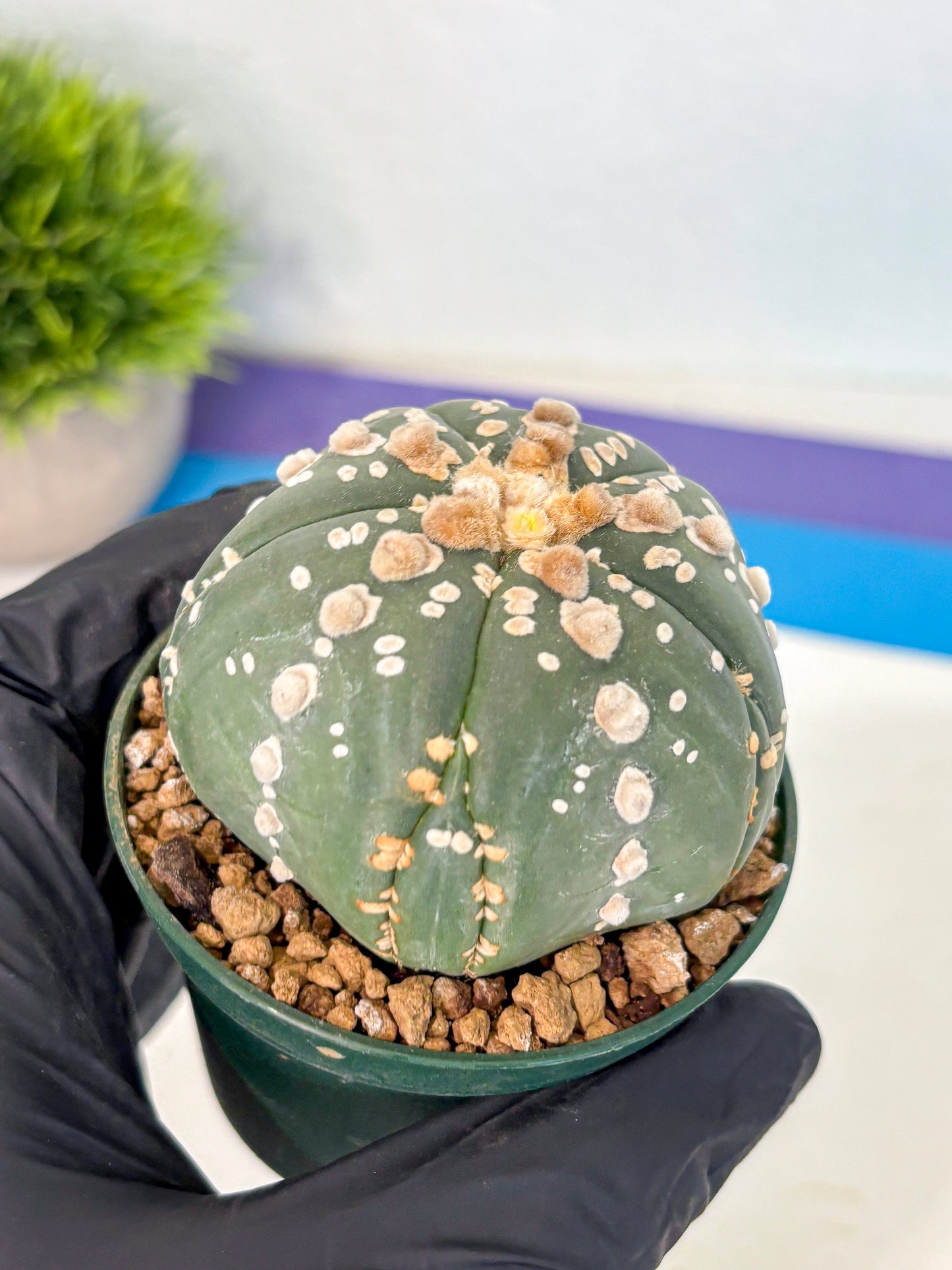 Astrophytum 5-Ribs (at7) (r4) | Living Rocks