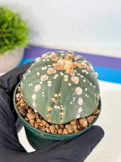 Astrophytum 5-Ribs (at7) (r4) | Living Rocks