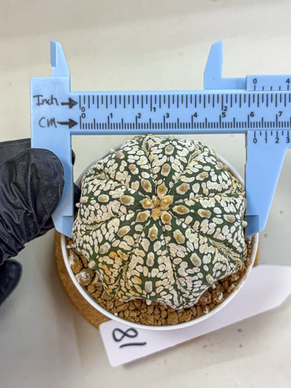Astrophytum Super Kabuto (at1) (18) | Collection Plant | Rare Cactus