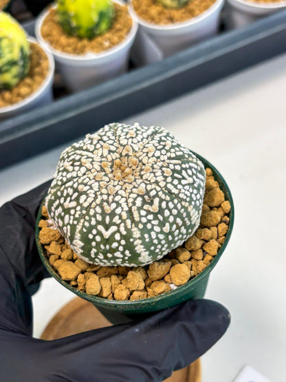 Astrophytum V-Type (at1) (p6) | Imported Cactus