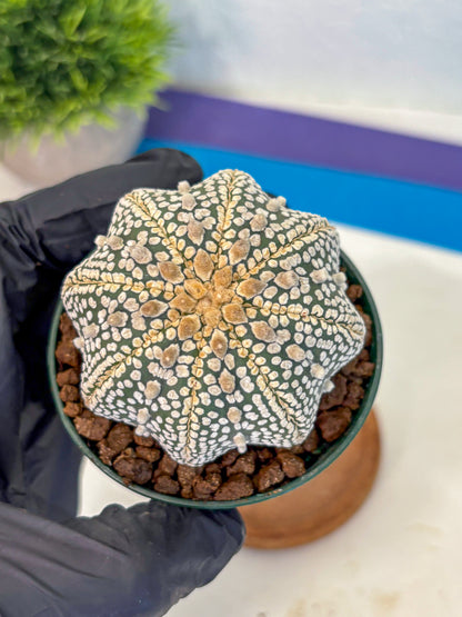 Astrophytum V Type (at5) (03) |  Sea urchin cactus