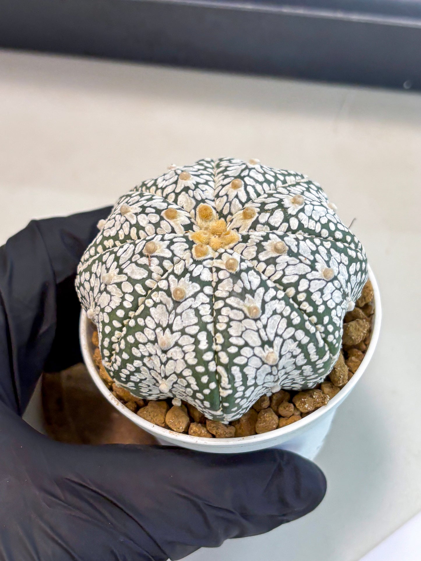 Astrophytum V-Type (at5) (p3) | Rare imported Plant