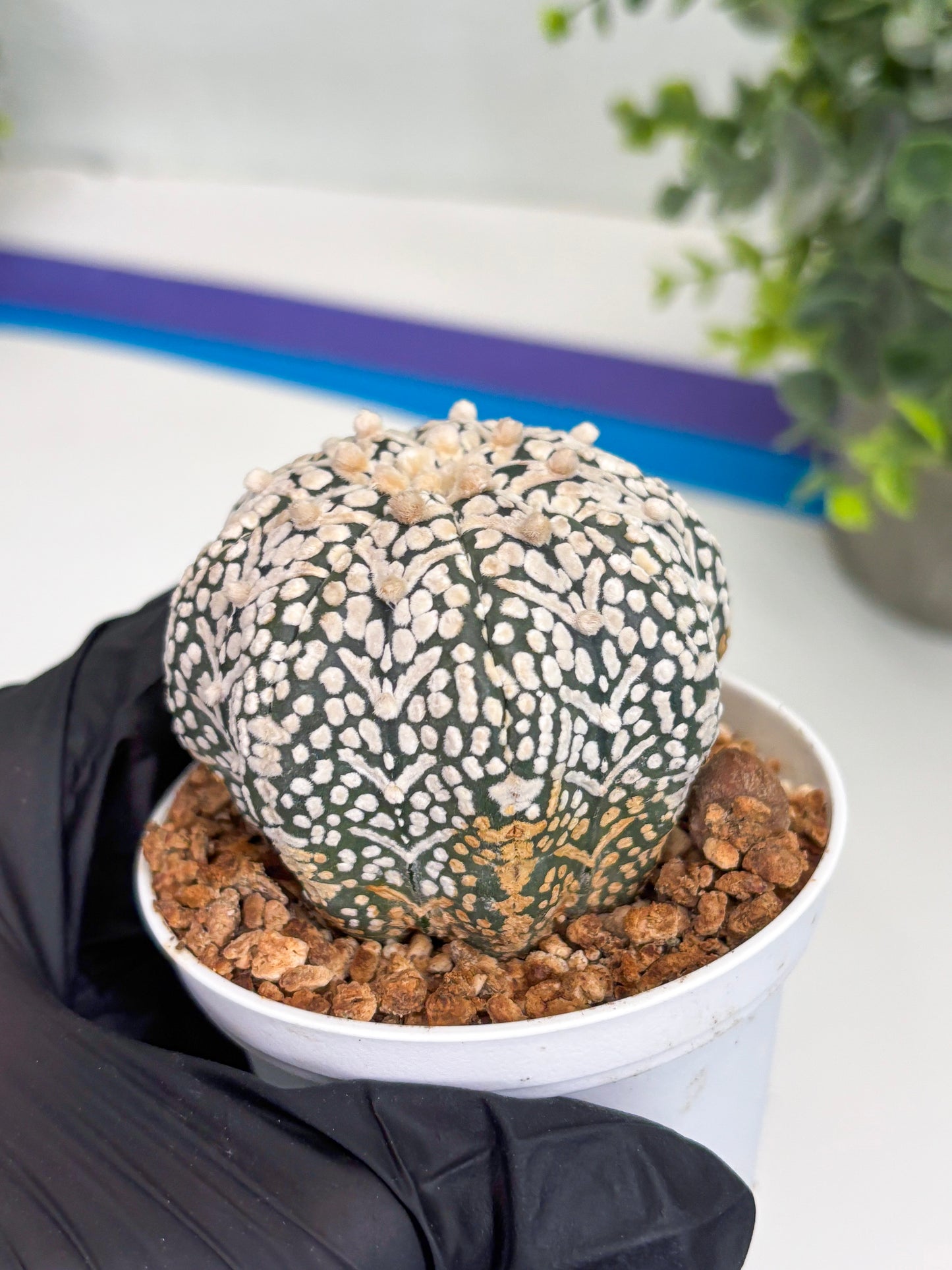 Astrophytum Super Kabuto V Type (T4) (b6) | Las Vegas Seller