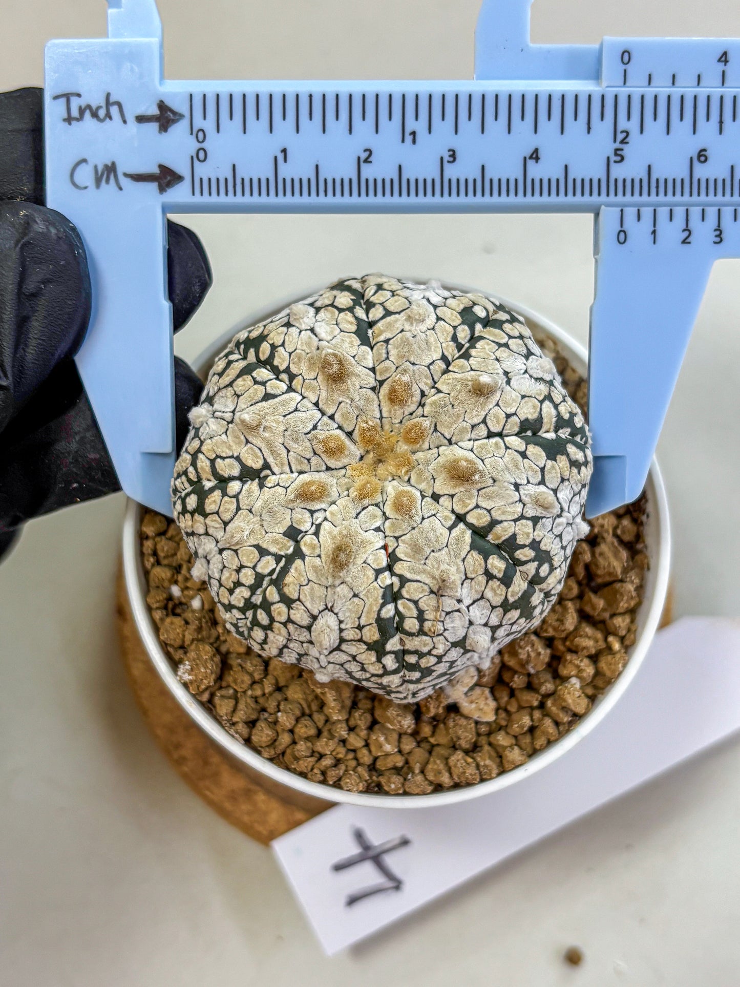 Astrophytum V Type (at2) (04) | Live Plant | Rare Collection