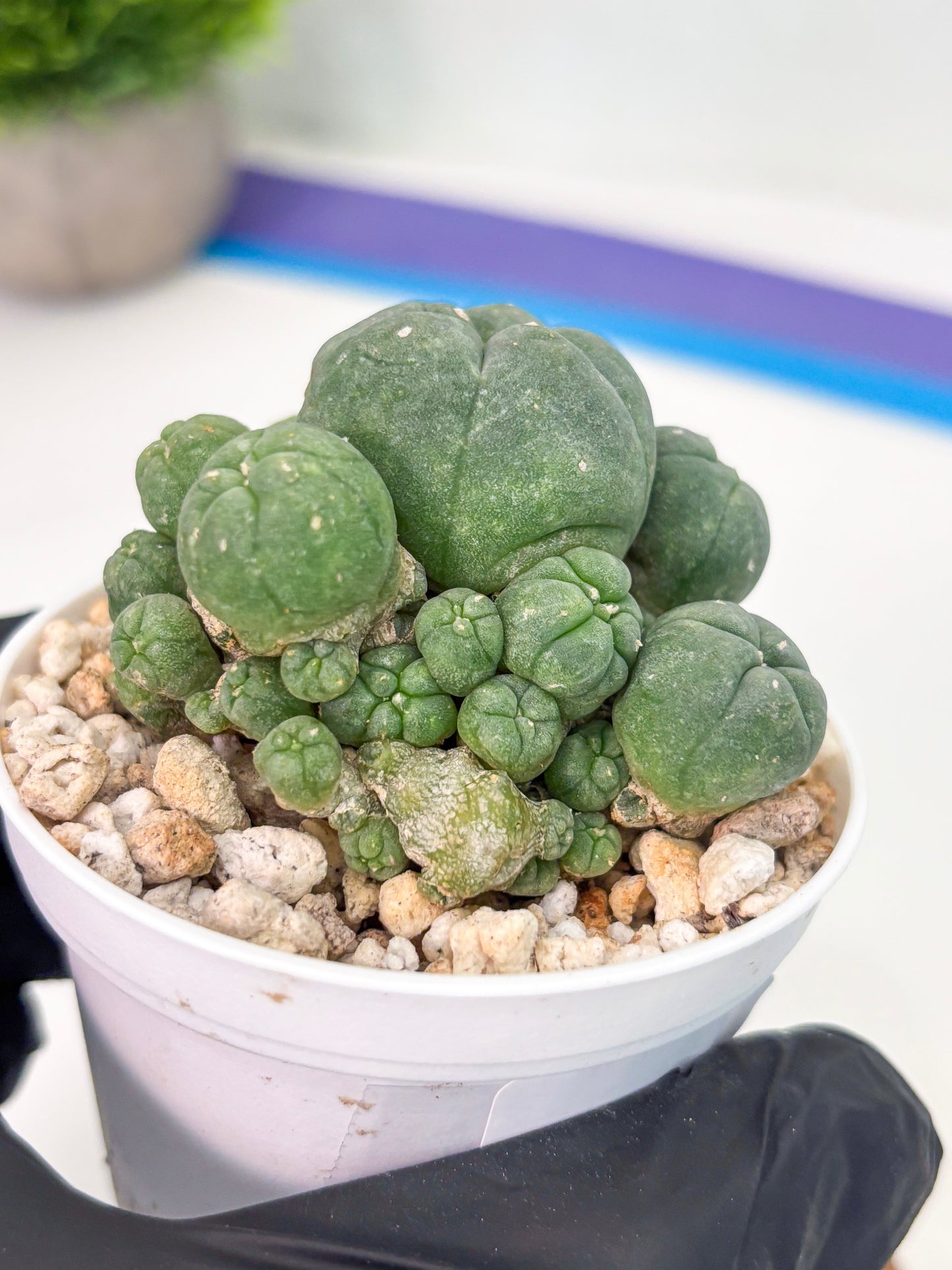 Spineless Cactus (Lo1) (g1) | For Advanced Growers