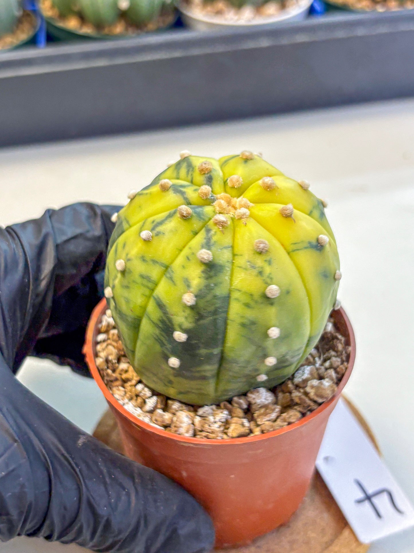 Astrophytum Variegated (at9) (04) | Rare Plant | Live Cactus