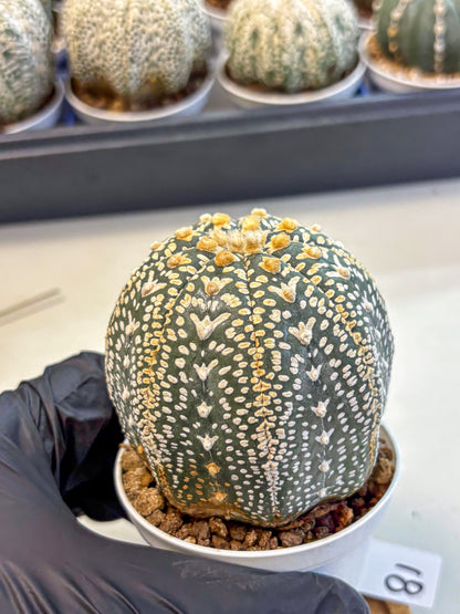 Astrophytum V Type (at4) (18) | Star Cactus