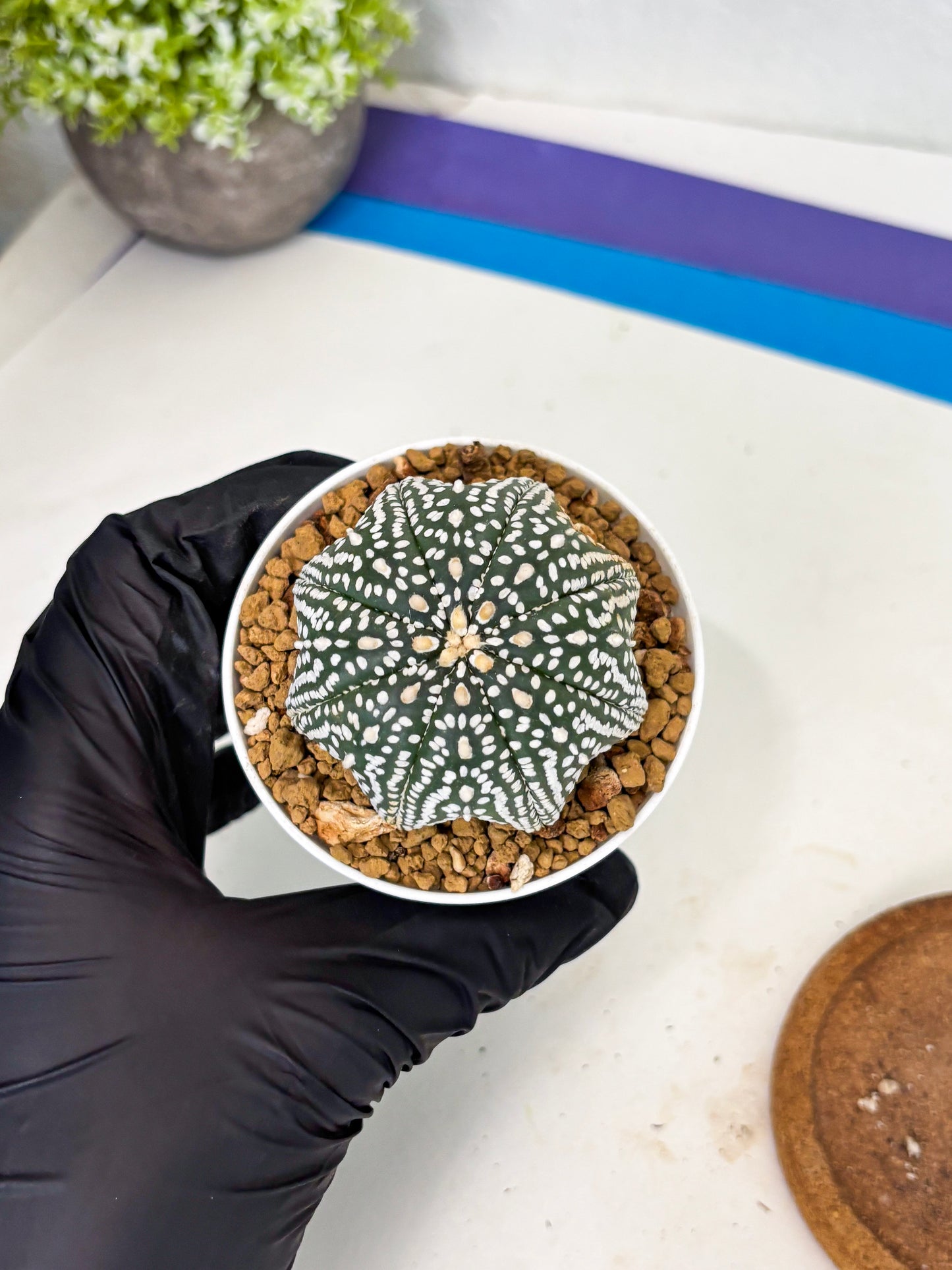 Astrophytum Star Shape (at3) (g1) | Very Rare Cactus