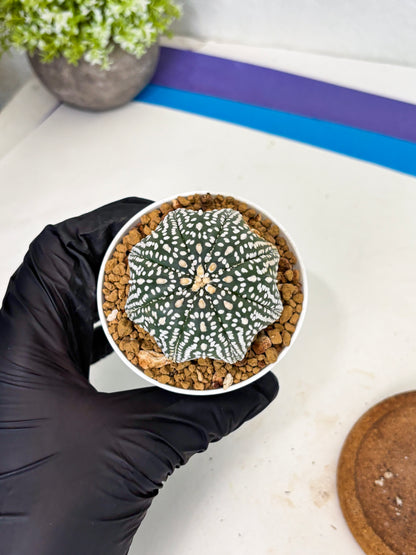 Astrophytum Star Shape (at3) (g1) | Very Rare Cactus