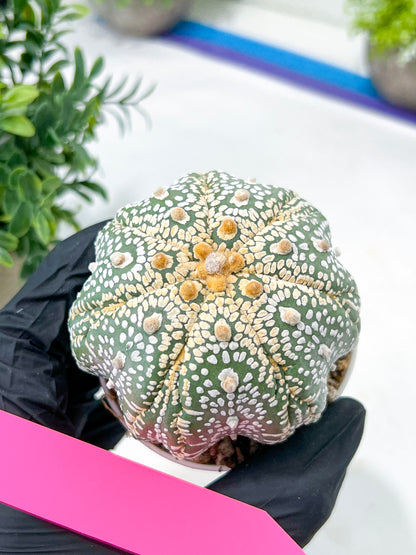 Astrophytum Super Kabuto (#T7A) | Las Vegas Botanical Shop | 3" Pot