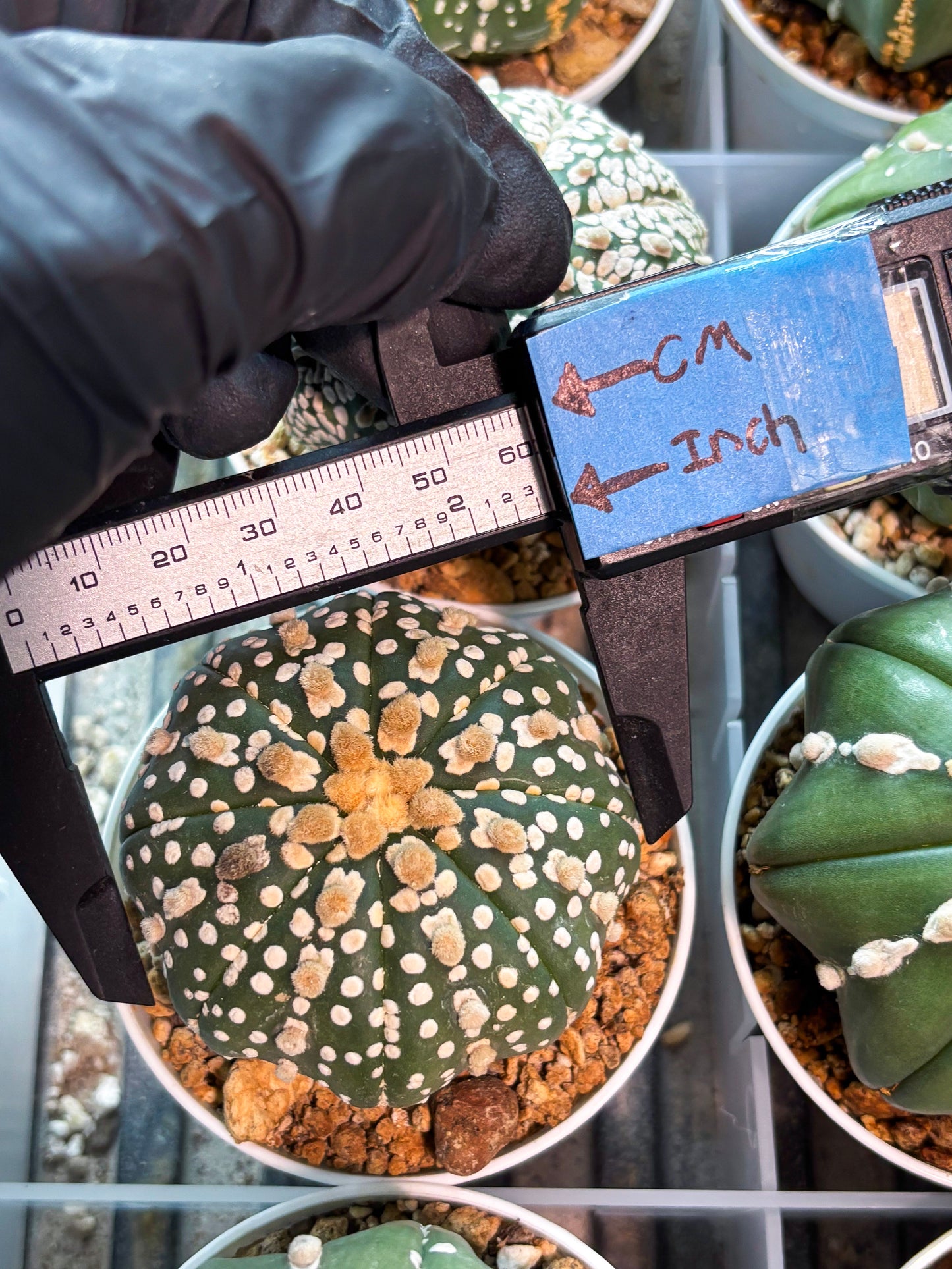 Astrophytum Superkabuto (T9) (r4) | Las Vegas Plant Shop