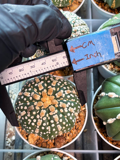 Astrophytum Superkabuto (T9) (r4) | Las Vegas Plant Shop