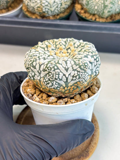 Astrophytum V-Type (at6) (b2) | Rare Star Cactus