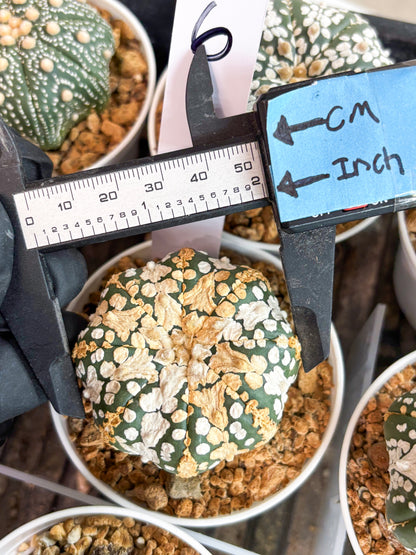 Astrophytum Super Kabuto (t12) (r6) | 3" Pot