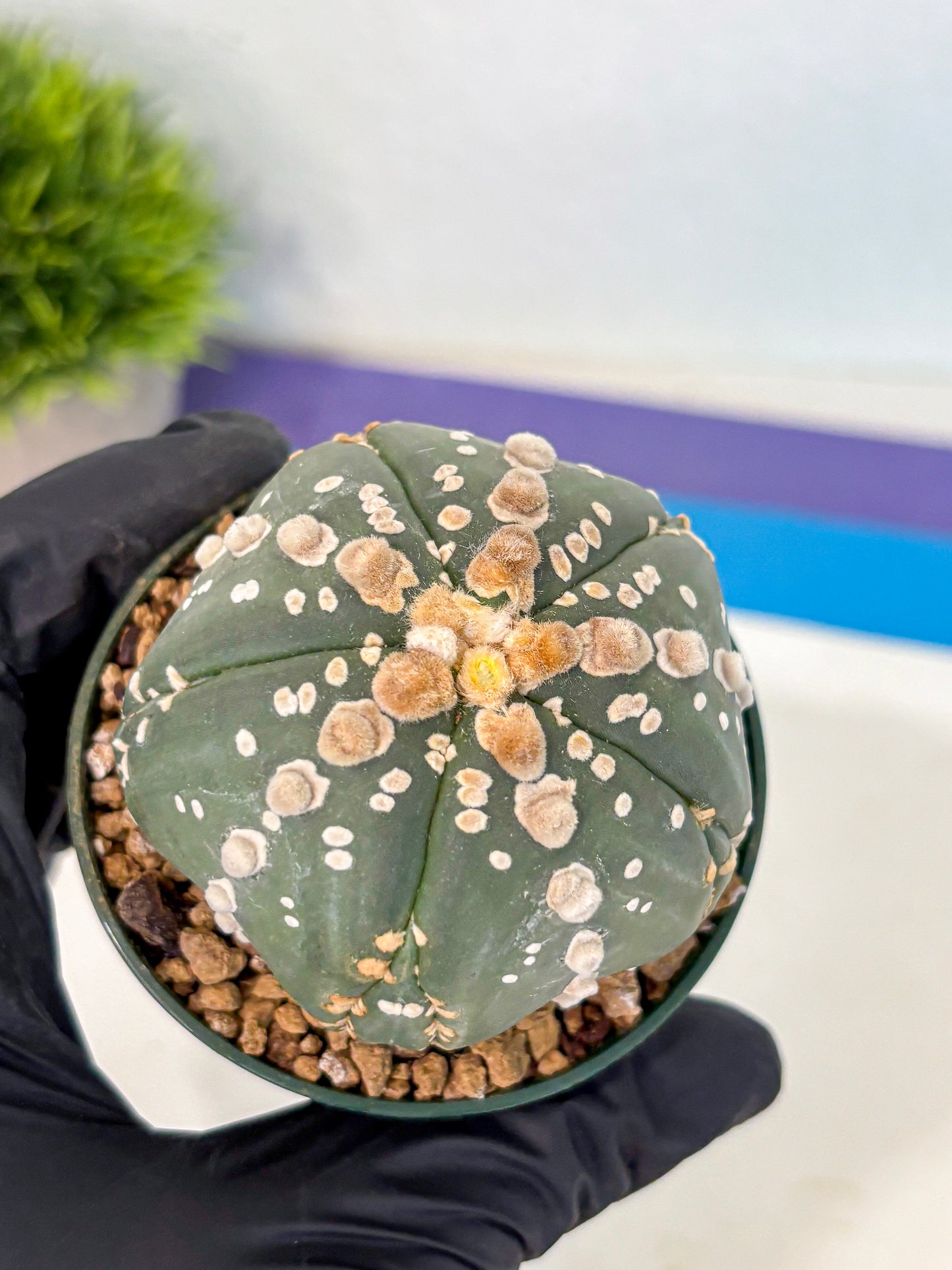 Astrophytum 5-Ribs (at7) (r4) | Living Rocks