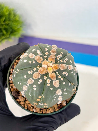 Astrophytum 5-Ribs (at7) (r4) | Living Rocks